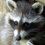 Picture of Little Texas raccoon trapping service