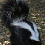 Image of Little Texas skunk control service