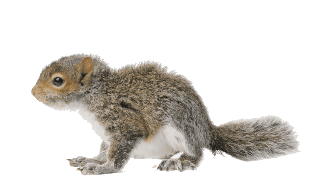 Squirrel in the Attic - Humane Removal of Squirrels in the Attic of your  House