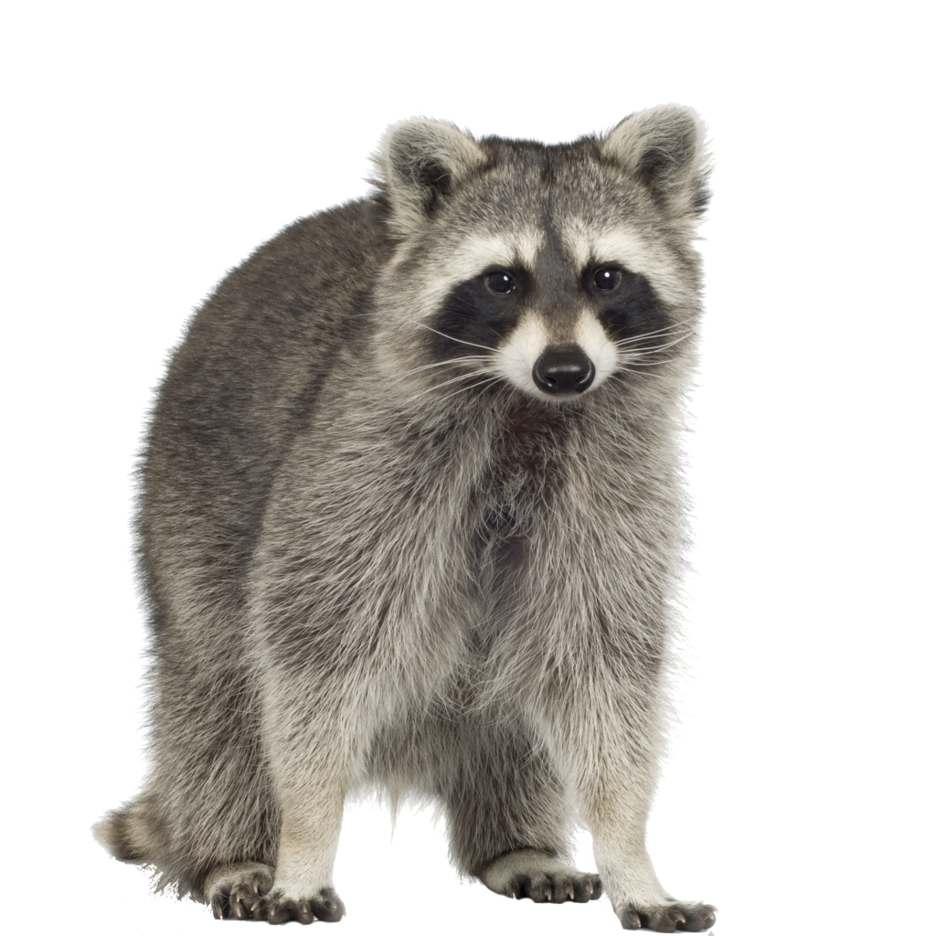 Colby raccoon removal companies