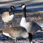 image of Little Texas geese control service