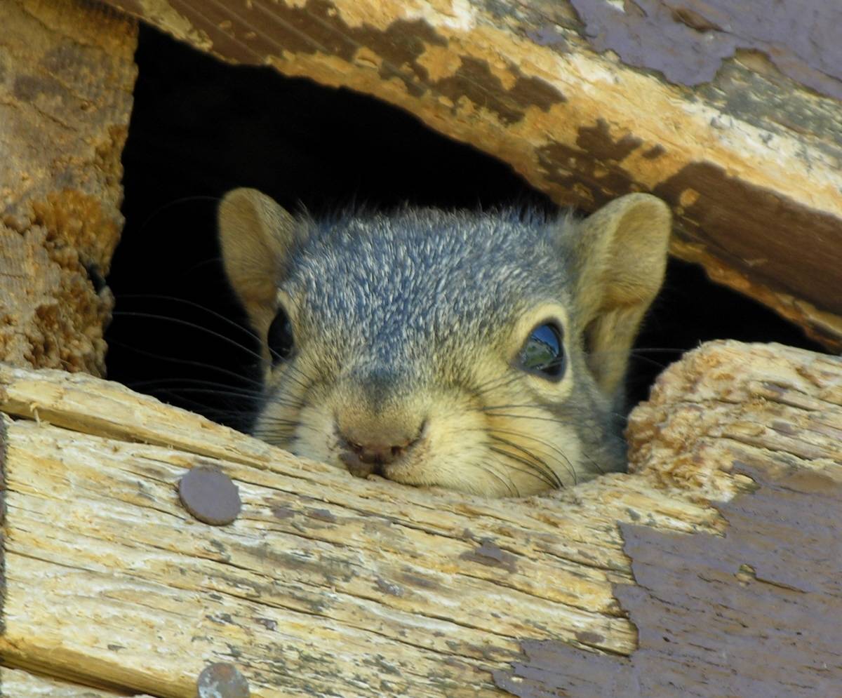 squirrel trapper in Versailles Kentucky