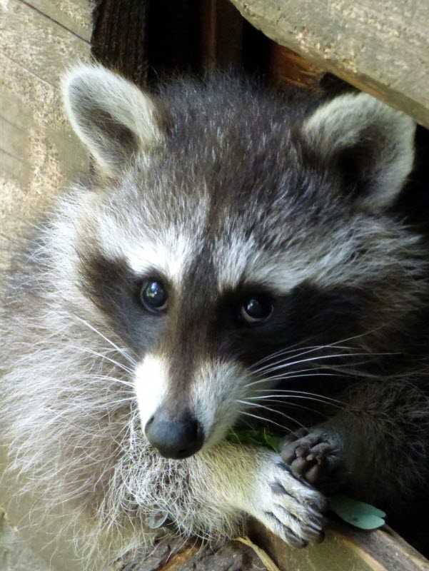 raccoon removal Lexington KY