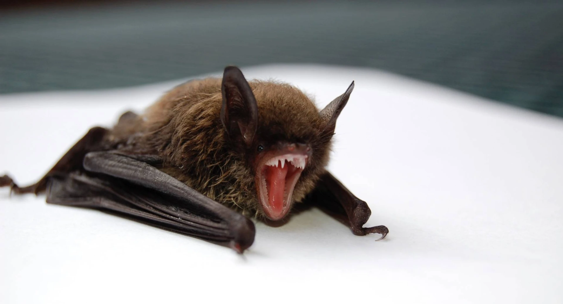 bats of lexington Kentucky