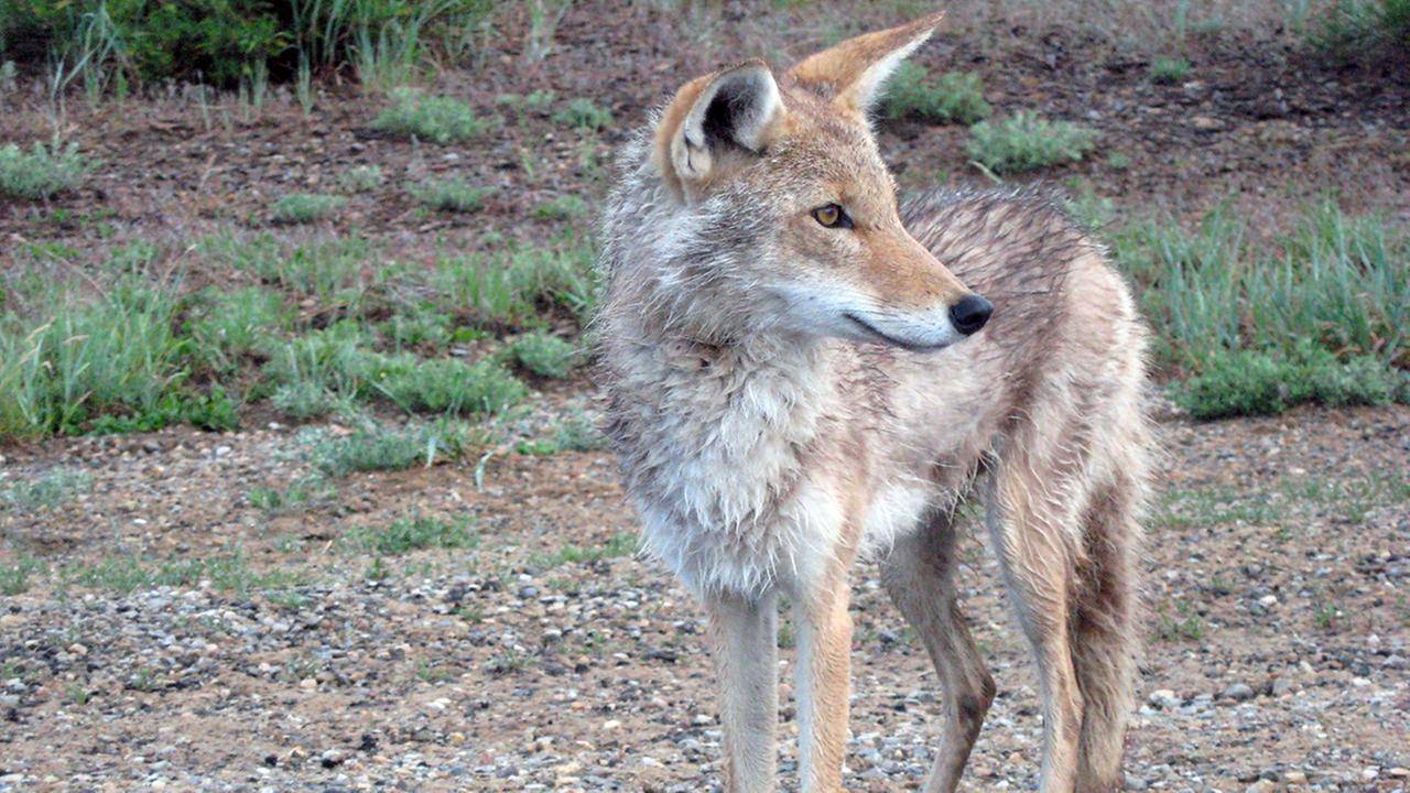 Lexington Kentucky Coyote Trapping Services Wildlife Removal Pros