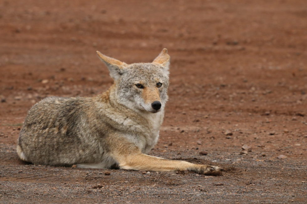 Coyotes In Kentucky Wildlife Removal Pros Lexington, Kentucky Animal