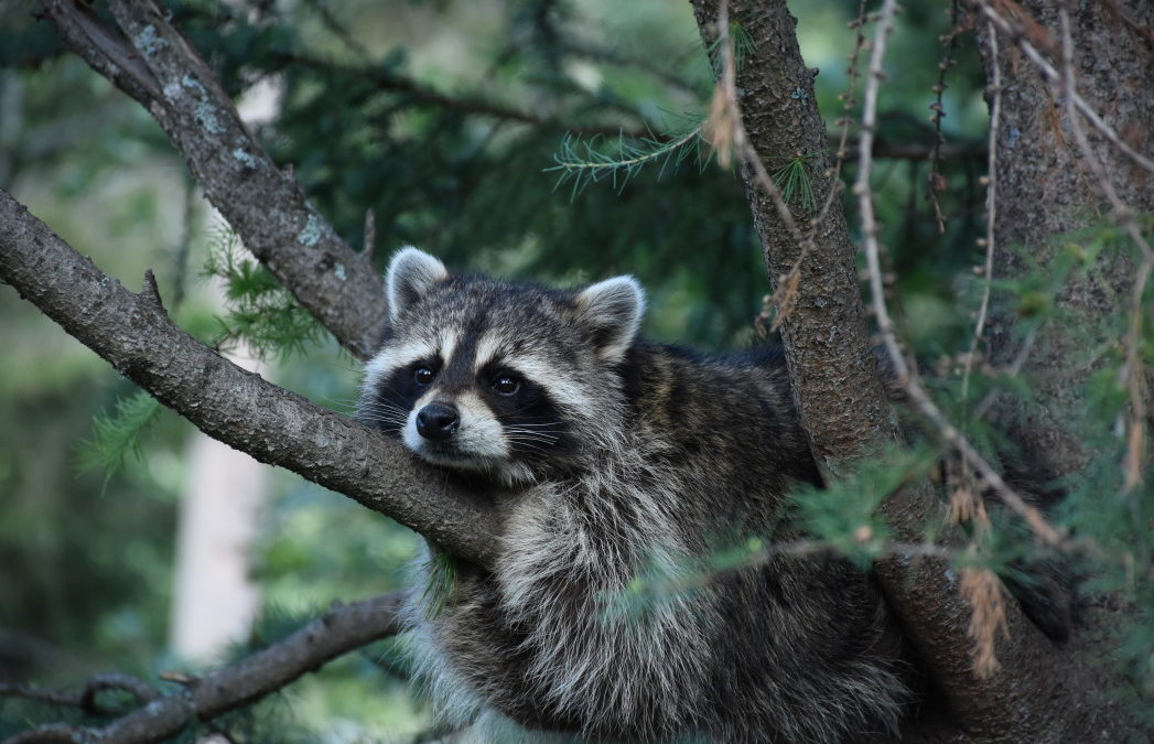 Rabies Present in Kentucky Wildlife Removal Pros Lexington, Kentucky