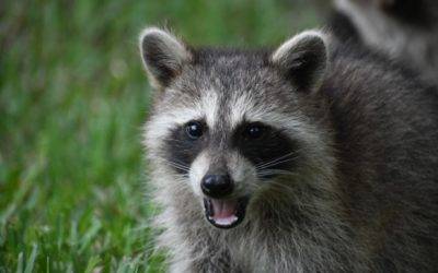 Raccoon Populations High in Kentucky