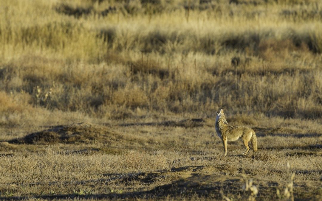 Coyote Sightings In Urban Areas Wildlife Removal Pros Lexington