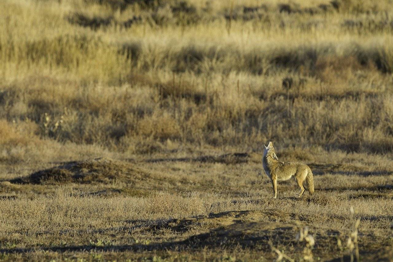 Coyote Sightings In Urban Areas