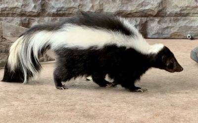 Skunk Mating Season Starts Early