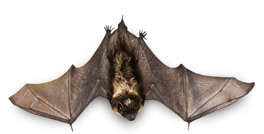 exclusion bats in the attic