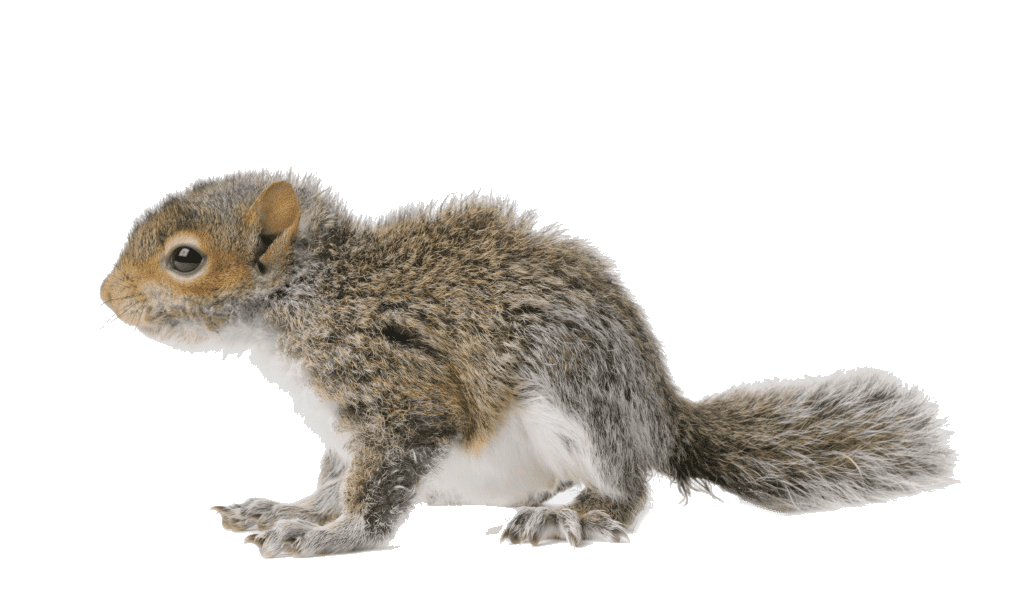 removing Mount Sterling squirrels in the attic