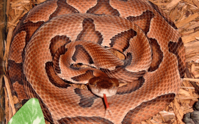 What to Do if You Encounter a Venomous Snake in Lexington Kentucky