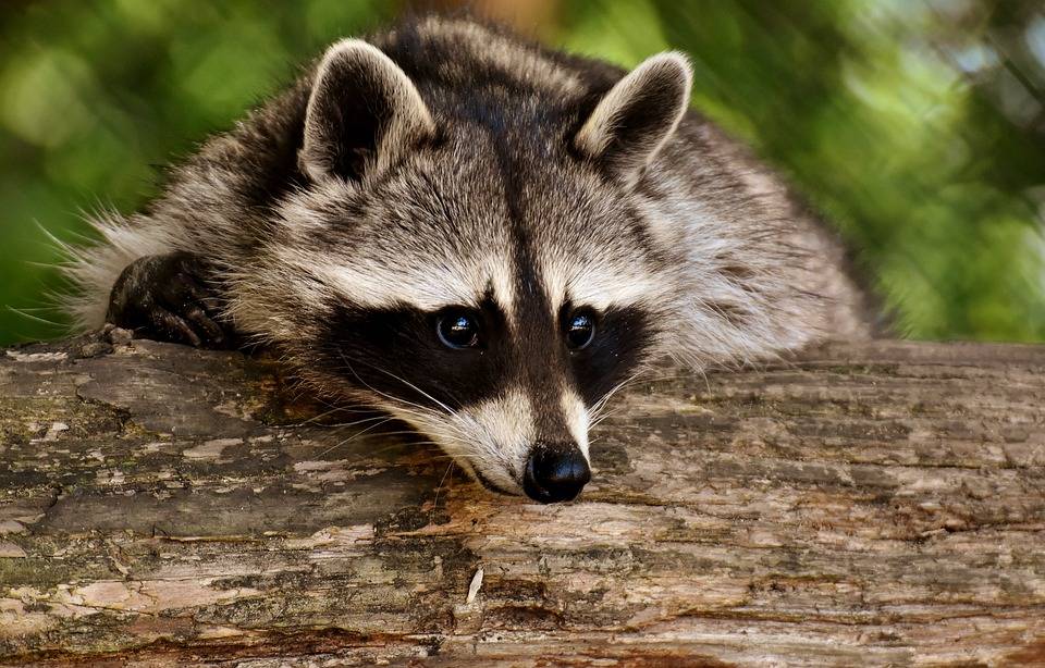 The Real Dangers Homeowners Face with Raccoon Infestations in Lexington Kentucky