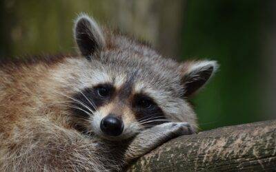 Raccoons and Rabies: What Lexington Kentucky Residents Should Know