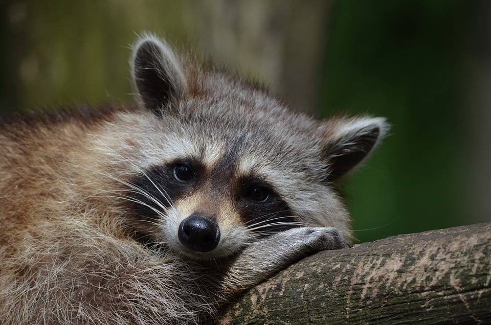 Raccoons and Rabies: What Lexington Kentucky Residents Should Know