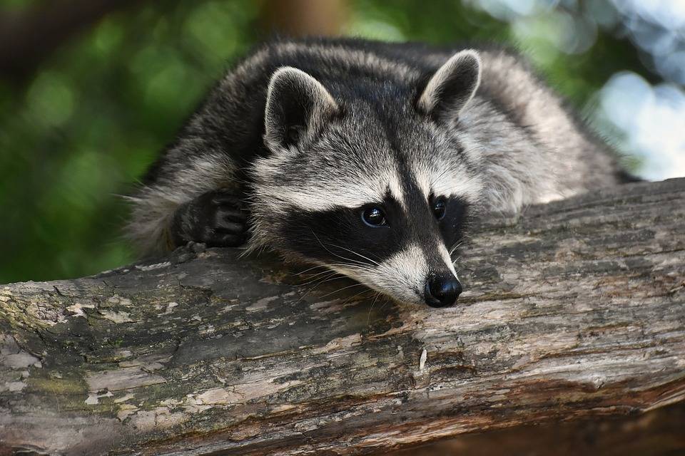 Why Lexington Kentucky Residents Should Never Feed Raccoons