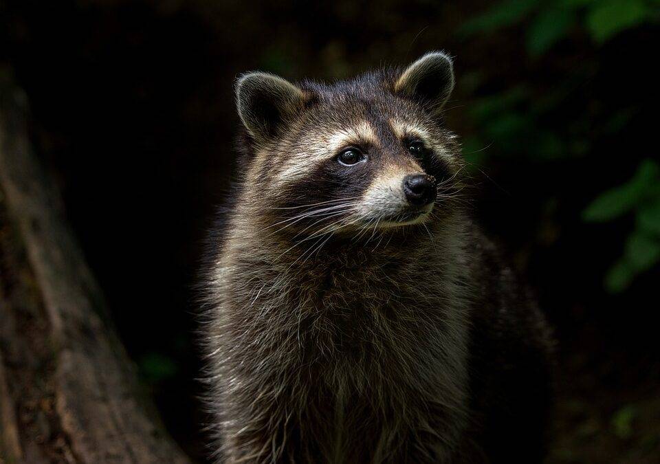 How to Spot a Raccoon Nest on Your Lexington Kentucky Property