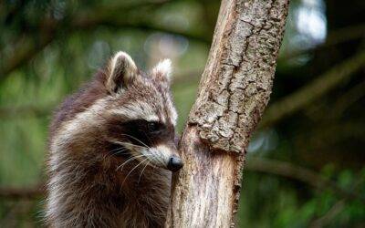 Raccoon Proofing Your Trash Cans in Lexington Kentucky