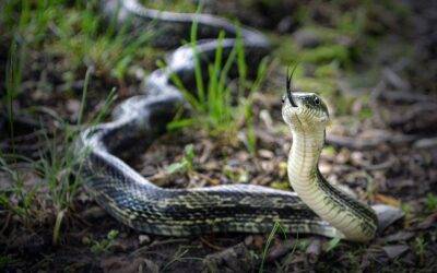 The Most Common Snakes Found in Lexington Kentucky