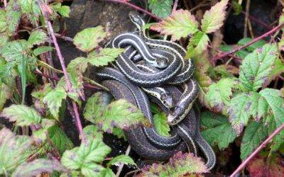 When to Call a Professional for Snake Removal in Lexington Kentucky