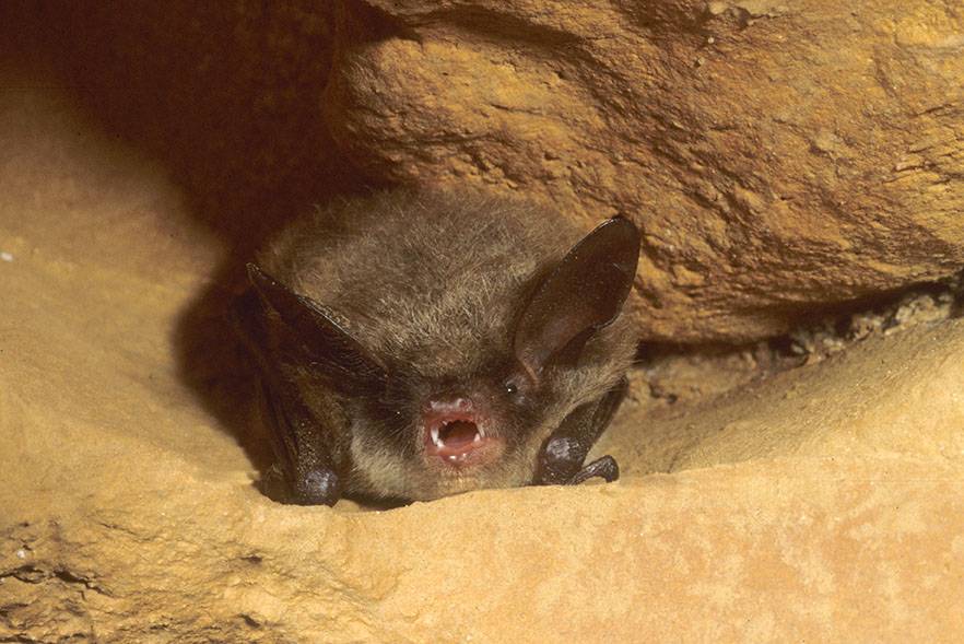 Northern Long-Eared Bat