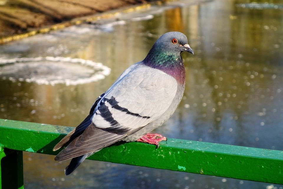 rock dove