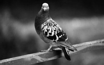 Nuisance Issues caused by Pigeons in Lexington Kentucky