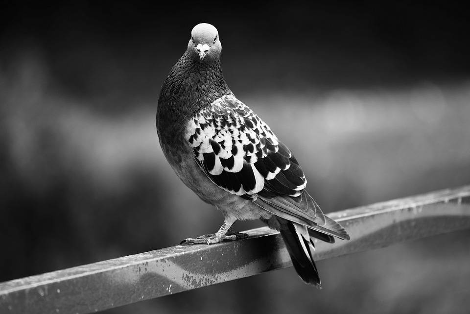 rock dove