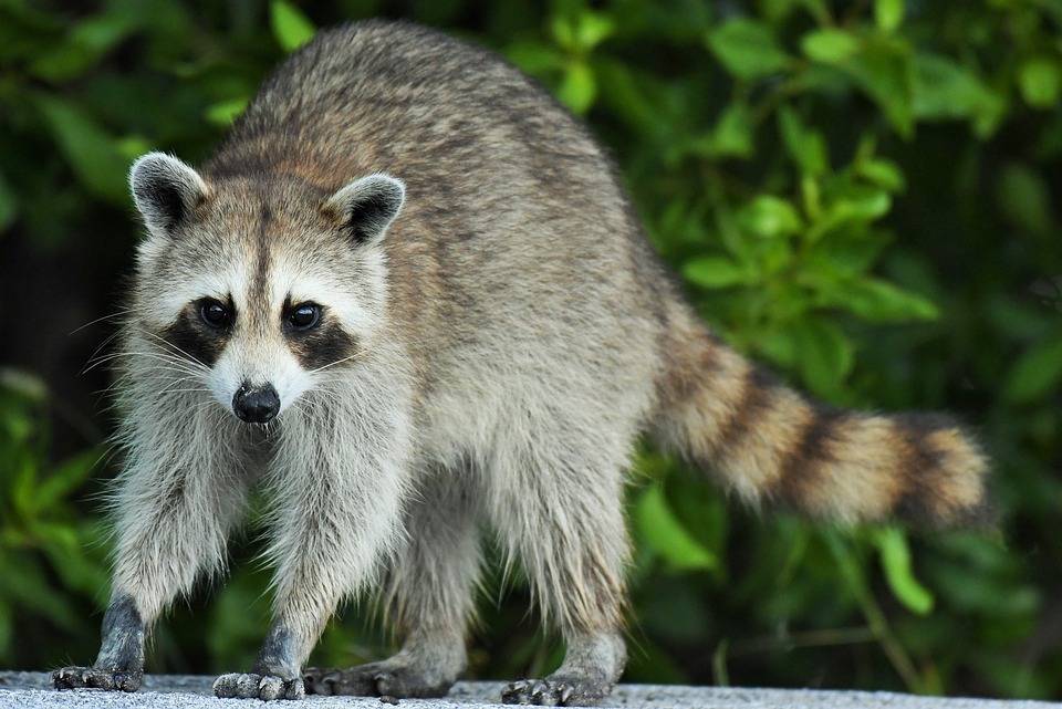 Masked Bandits: The Secret Lives of Lexington Kentucky’s Urban Raccoons