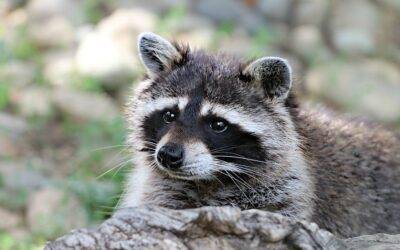 The Most Common Raccoon Entry Points in Lexington Kentucky Homes