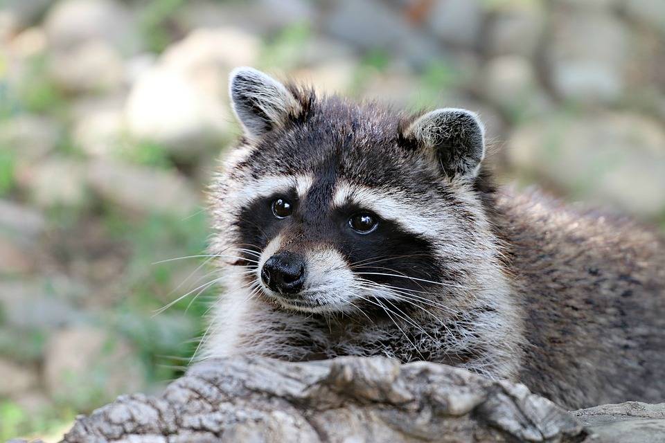 The Most Common Raccoon Entry Points in Lexington Kentucky Homes