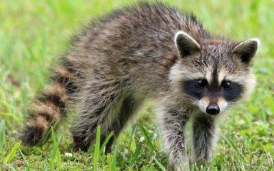 How to Keep Raccoons Out of Your Garden in Lexington Kentucky