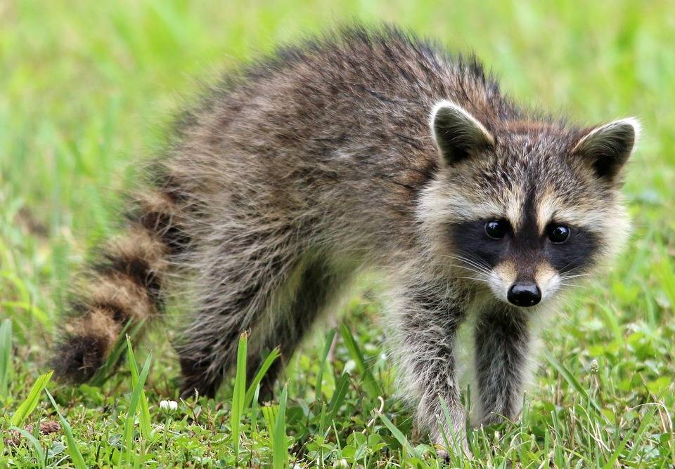 How to Keep Raccoons Out of Your Garden in Lexington Kentucky