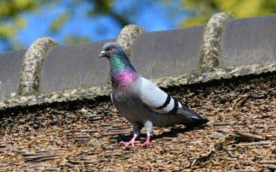 The Impact Of Bird Nesting Accumulation in Exhaust Vents of Lexington Kentucky Homes