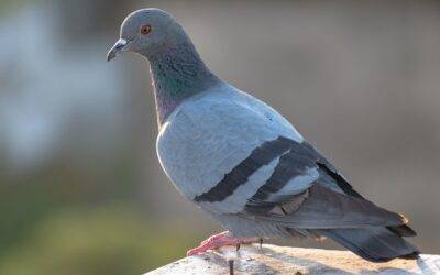 Diseases Carried by Birds in Lexington Kentucky