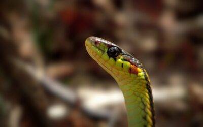 What to Do If You Find a Snake in Your Lexington Kentucky Home