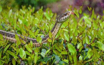 Common Places to Find Nuisance Snakes in Lexington Kentucky Homes