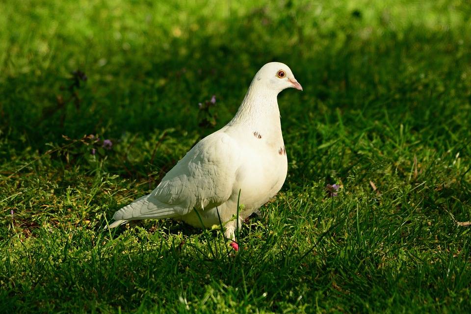 rock dove