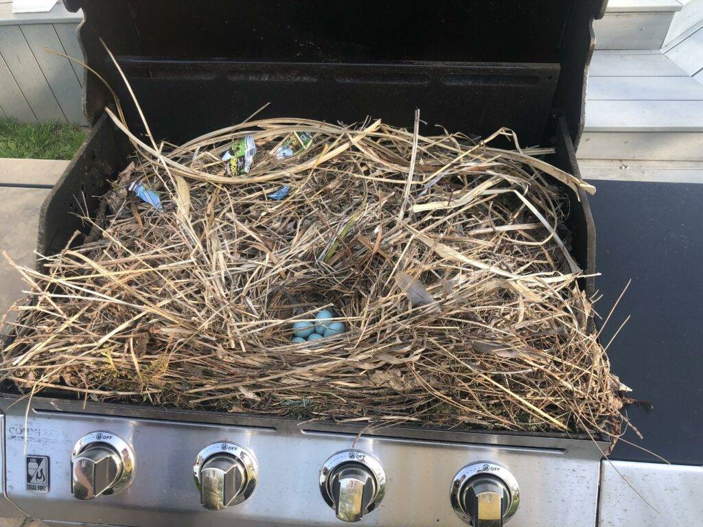 bird nest clean up